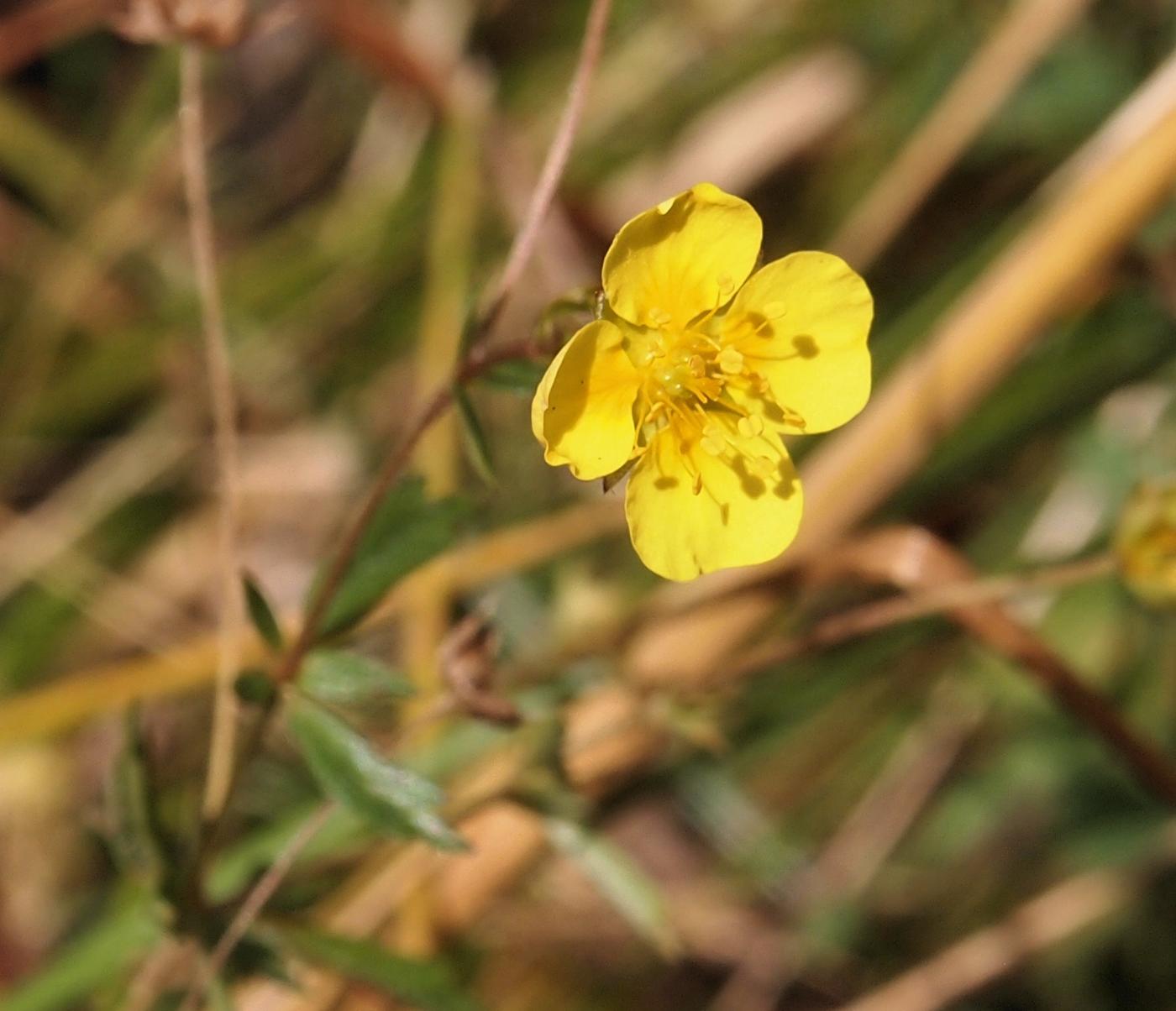 Tormentil flower